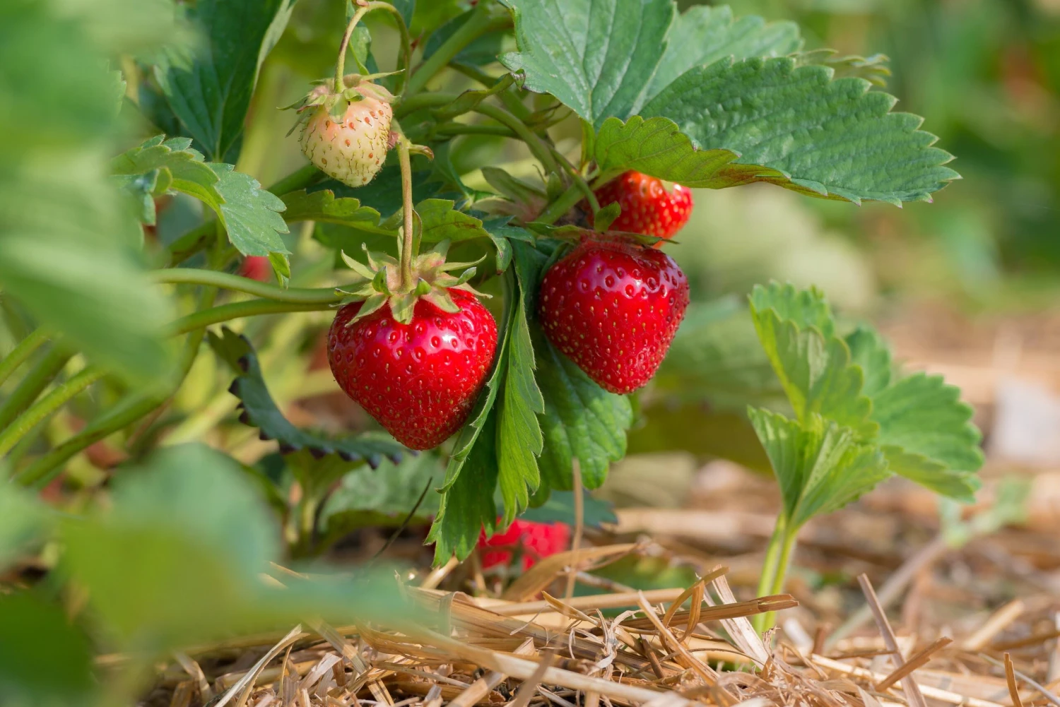 Benton Strawberry plants with ripe berries